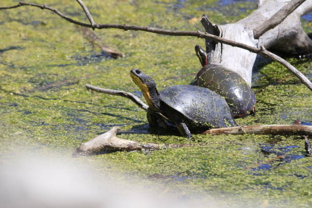 istock Selective of a Blanding turtle (Emydoidea blandingii) in a marsh 1440967413