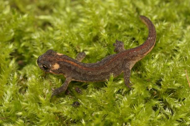 istock Horizontal image of Ommatotriton ophryticus  walking on bright green grass 1440967809