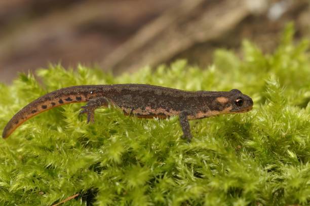 istock Horizontal selective focus image of Ommatotriton ophryticus walking on the bright green grass 1440967830