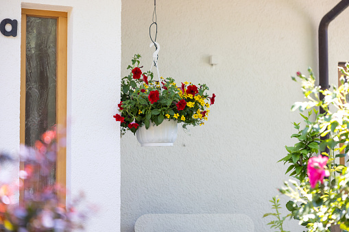 A selective focus of beautiful flowers in a hanging pot against a white wall
