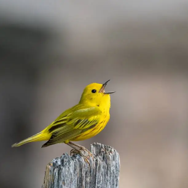 A closeup shot of a singing American yellow warbler (Setophaga petechia) on the blurred background