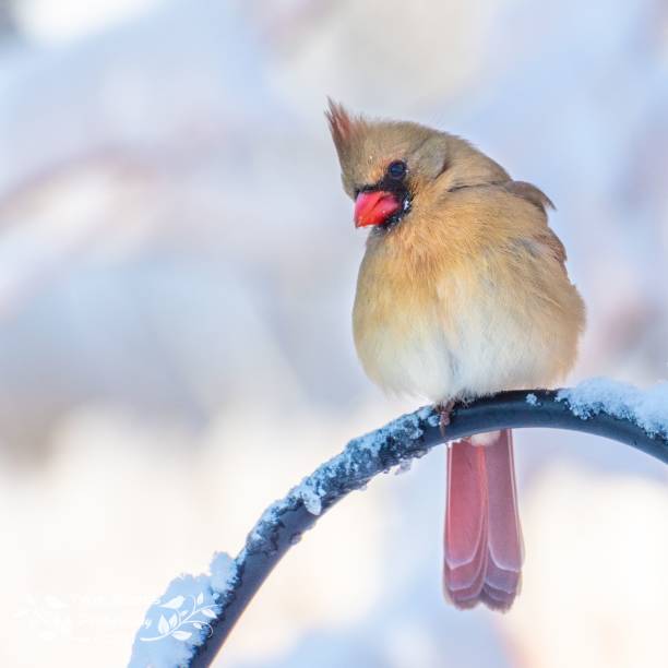 istock A cute female cardinal (Cardinalidae) resting on a snowy bench armrest on the blurred background 1440967934