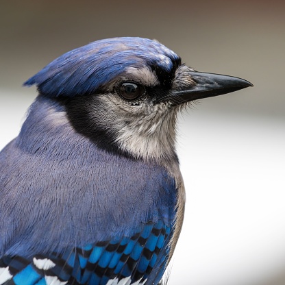 A closeup shot of a cute Blue Jay (Cyanocitta cristata) isolated on a blurred gray background