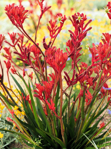 A closeup shot of red kangaroo paw