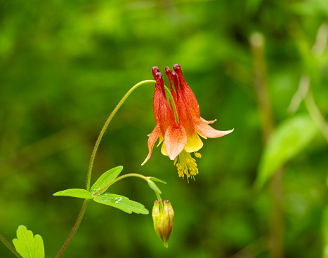 A soft focus of red columbine flower blooming at a garden