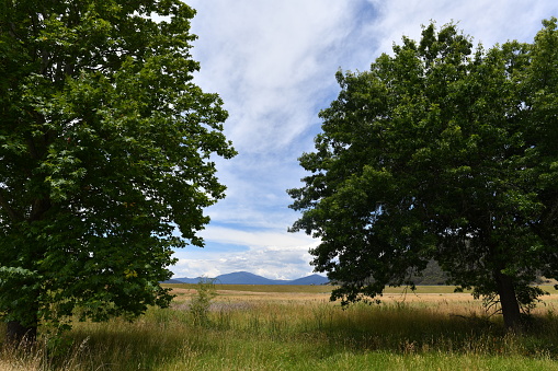 Fresh And Lush Green Scenery Of Dense Foliage Of Schleichera Oleosa Trees In The Midst Of Rural Fields