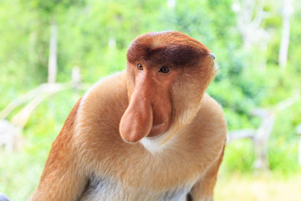 A bekantan sitting gently in a conservation area