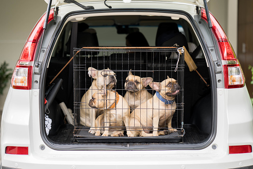 A closeup shot of French bulldogs in a cage in the car trunk