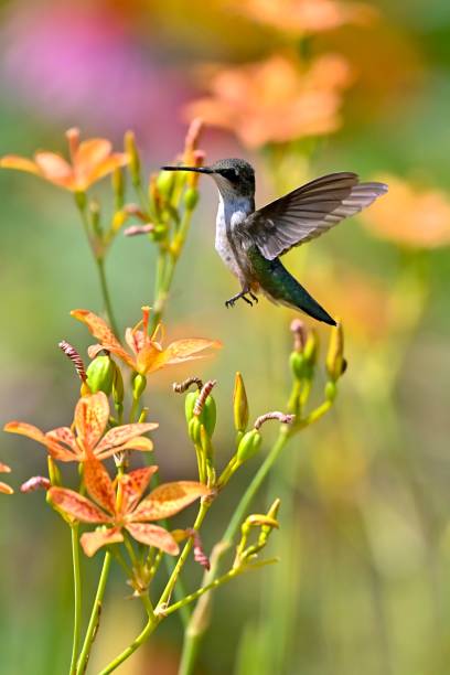 istock Ruby-throated hummingbird hoveri to the flower 1440968878