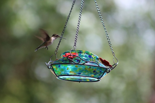 A selective shot of a hummingbird flying near a bird feeder to drink from it