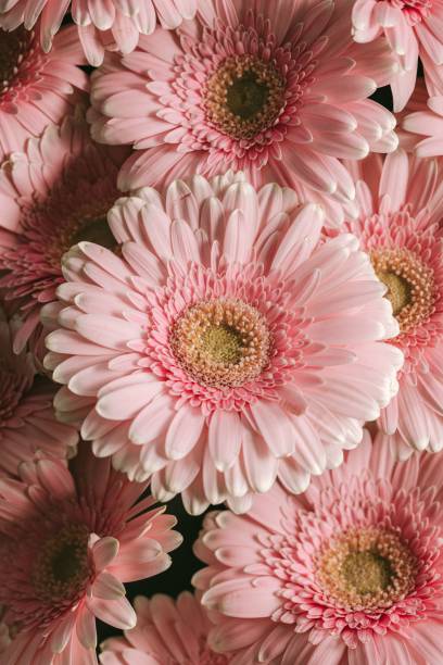 istock Vertical shot of beautiful pink gerberas 1440969197