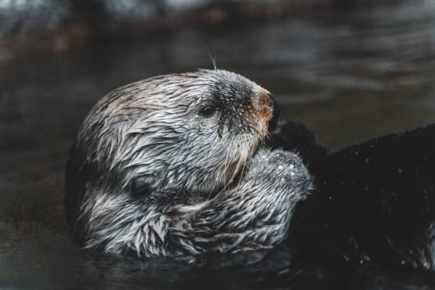 istock Cute sea otter diving in a sea 1440969235
