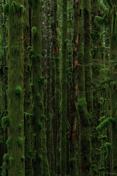 istock Vertical shot of moss-covered trees in a forest 1440969494