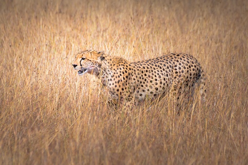 An Asiatic cheetah hiding in the field