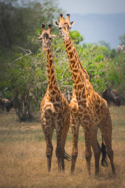 istock Vertical shot of the giraffes in the field 1440969607