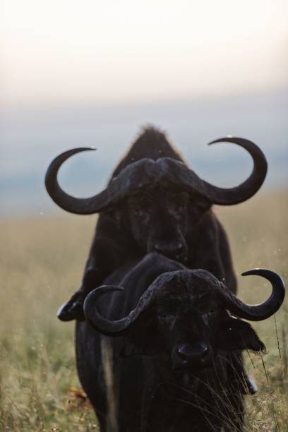 istock Vertical shot of African buffalos mating 1440969632