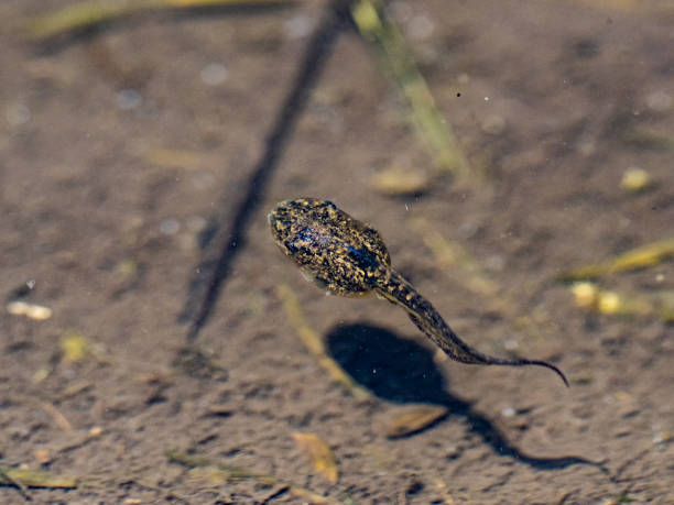 istock Closeup shot of a tadpole in a rice paddy 1440969744