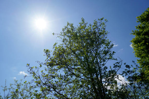 A radiant sun shines on a clear blue sky as light streams through the leaves of a tree, symbolizing the natural connection between solar energy and sustainable technology. This image represents the power of nature as a source of inspiration and innovation for clean technology solutions and global connectivity. Ideal for themes related to renewable energy, sustainability, smart grids and green technology.