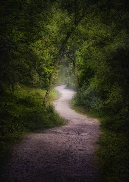 A vertical shot of a narrow pathway in a forest surrounded by trees