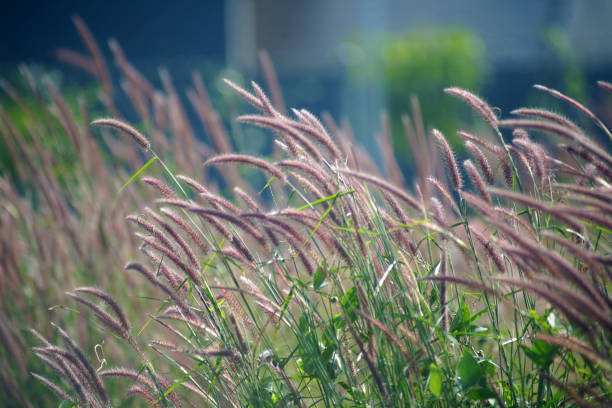 plan rapproché du foin d’odeur dans un champ - sweet grass photos et images de collection