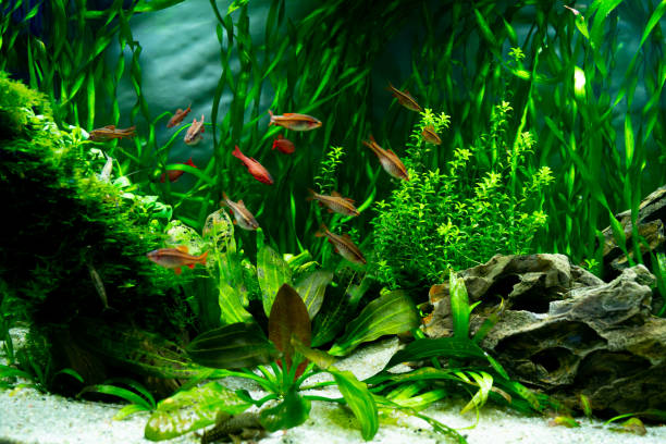 istock Fishes swimming in a freshwater aquarium 1440970005