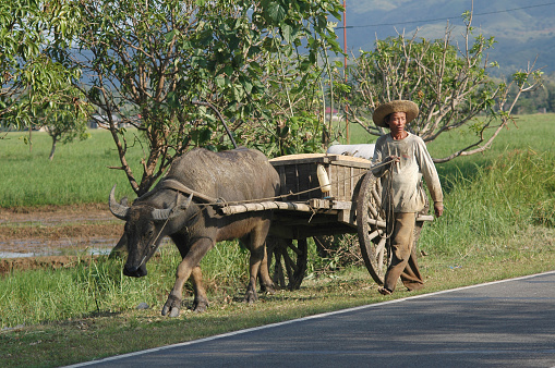 banaue, Philippines – November 01, 2019: The traditional farmer in rice field with cow and cart, Banaue, Philippines