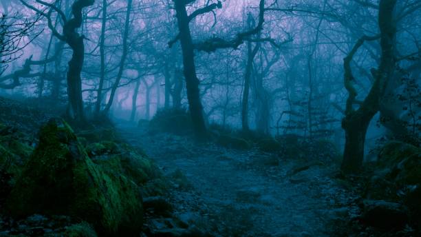 istock Mysterious dark forest with trees and rocks in fog 1440970174