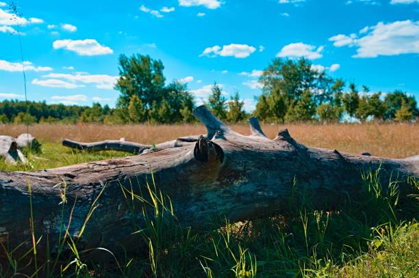 A fallen tree in a millennium park, Wroclaw in Poland