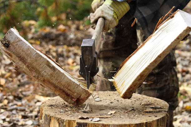 istock Person splitting campfire wood 1440970543