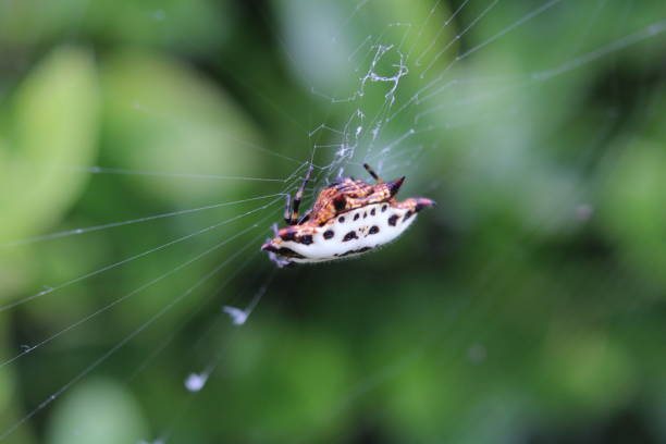 istock Macro shot of a spiny-backed orb weaver spider on a web 1440970914