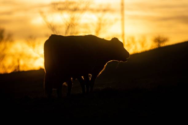 istock Silhouette of a cow on a field during a sunset 1440970964