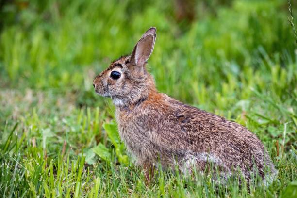 istock Close-up shot of a brown rabbit in a grass 1440970974