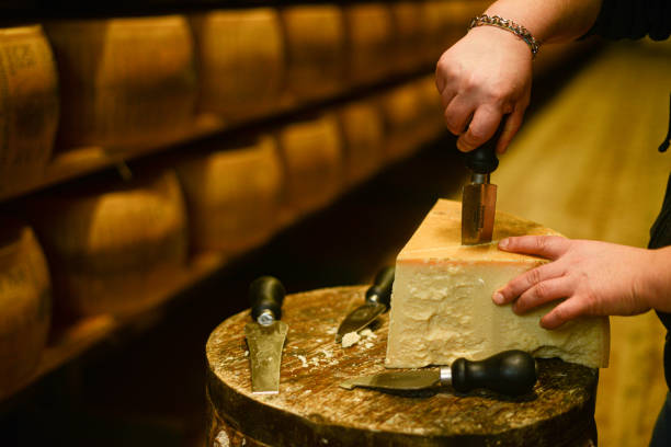 A cheese master cutting a parmesan cheese wheel at the dairy