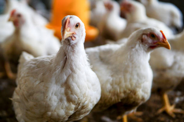 istock White chicken in a farm 1440971126