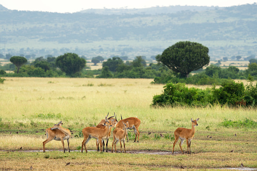 A scenic view of Ugandan kobs in Queen Elizabeth National Park, Uganda