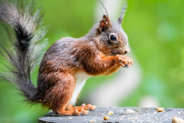 istock Close-up shot of a squirrel eating nuts in a blur 1440971263