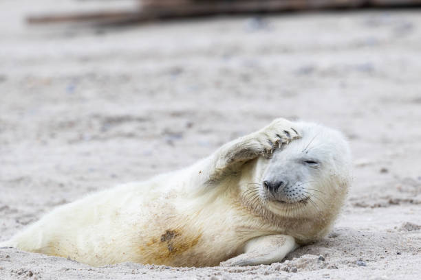 istock A  seal pup lying in the sand. 1440971429
