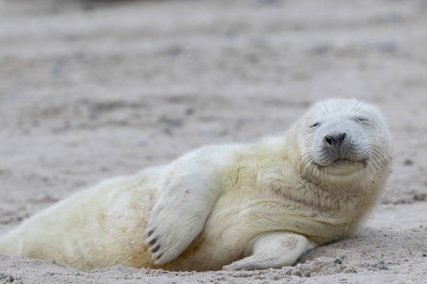 istock A  seal pup lying in the sand 1440971431
