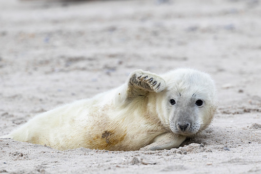 A  seal pup lying in the sand and waves his fin.