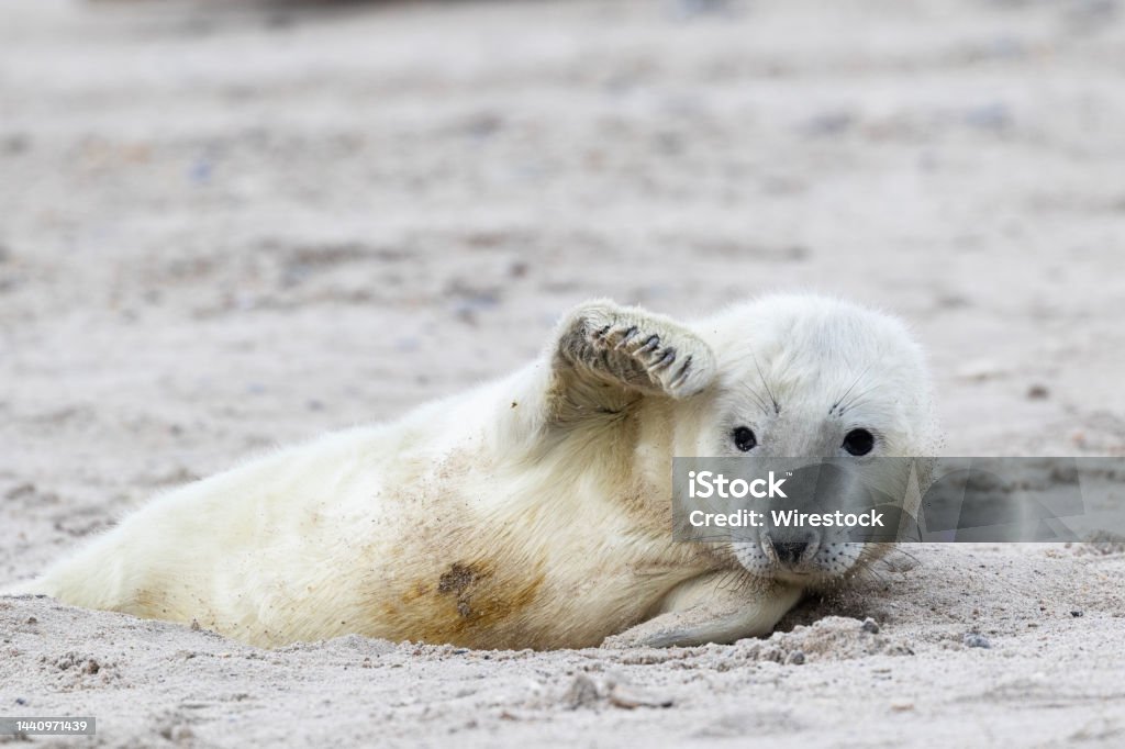 A  seal pup lying in the sand A  seal pup lying in the sand and waves his fin. North Sea Stock Photo