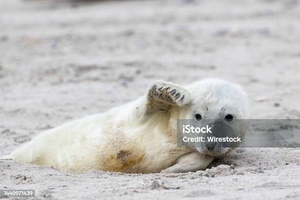 A Seal Pup Lying In The Sand Stock Photo - Download Image Now - North Sea, Beach, Gray Seal