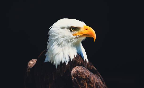 istock Proud bald eagle looking ahead with a menacing gaze on a black background 1440971484