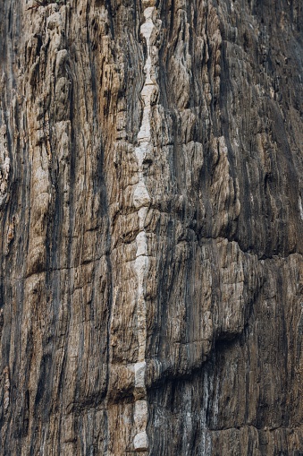 A closeup vertical shot of an old brown and grey tree trunk texture