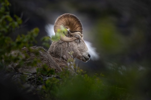 A closeup shot of a desert bighorn sheep in a forest with blurred background