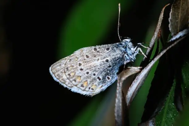 A closeup of a blue Hauhechel butterfly resting on a plant with dark background