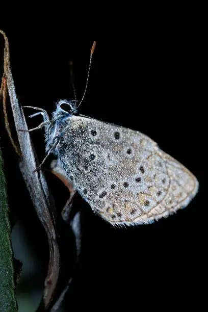 A vertical shot of a blue Hauhechel butterfly resting on a plant with dark background