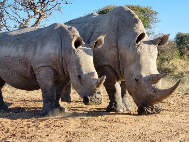крупный план матери-носорога и детеныша носорога, стоящих в песке на сельском поле в намибии - rhinoceros savannah outdoors animals in the wild стоковые фото и изображения