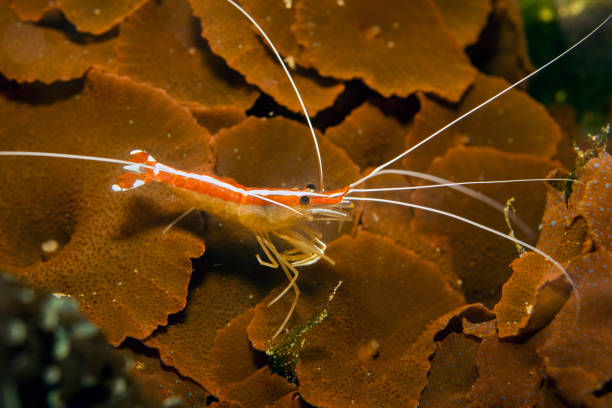 Red skunk cleaner shrimp - Lysmata Amboinensis