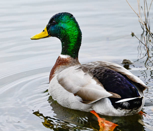 istock Wild duck swimming in a pond with its reflection 1440972394