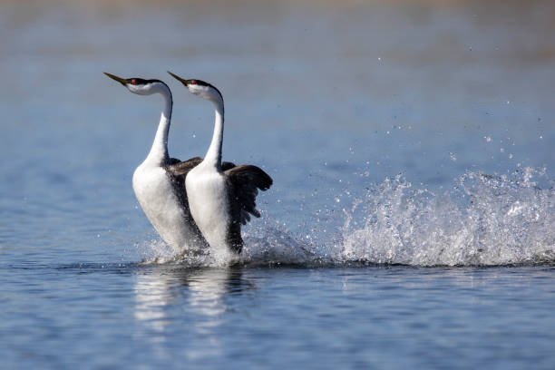 Photo of western grebe pair rushing on water